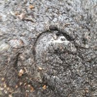 Waldspuren 11