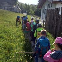 Wiese 46