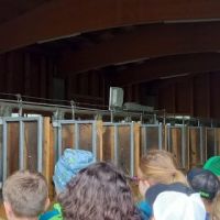 Blick In Den Pferdestall